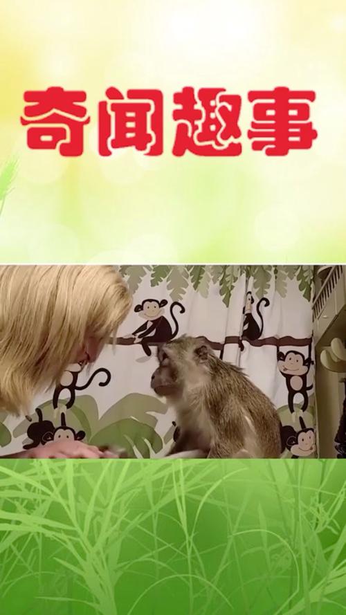 猴子趣事语句